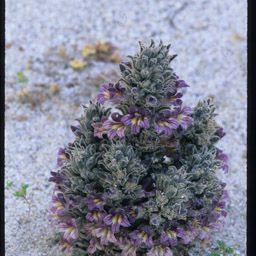 Orobanche cooperi Pokrój