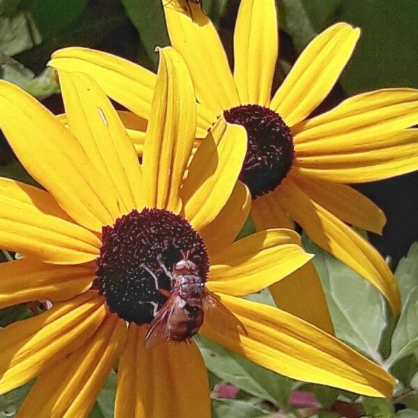 Rudbeckia fulgida 花