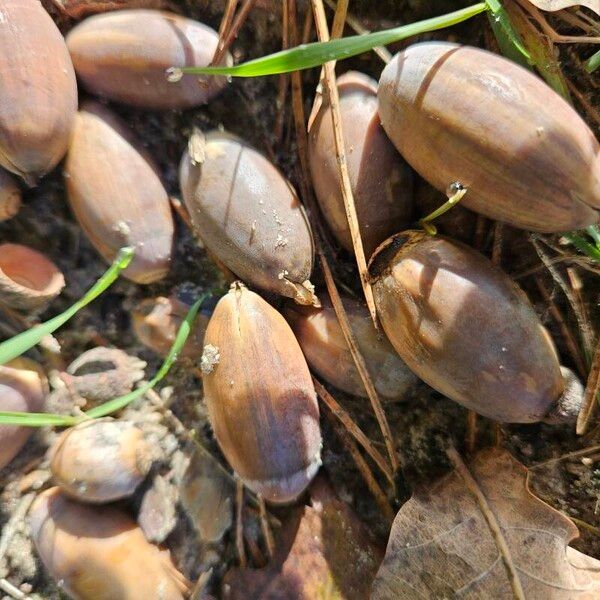 Quercus petraea Fruit