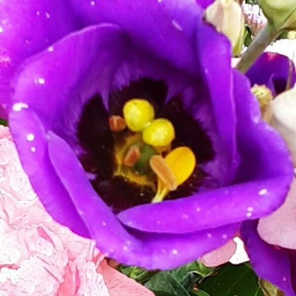 Eustoma russellianum Blüte