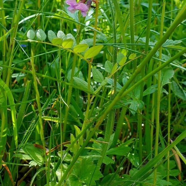 Vicia sepium عادت