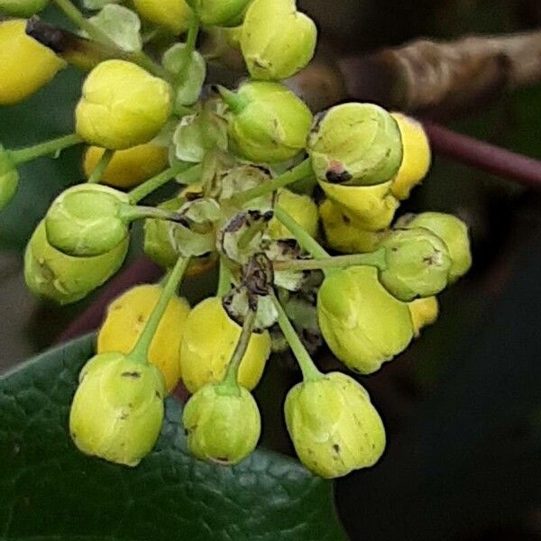 Berberis repens 花