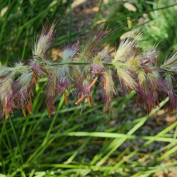 Cenchrus orientalis 花