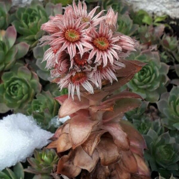 Sempervivum tectorum फूल