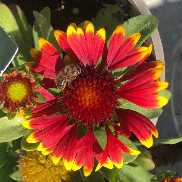 Gaillardia aristata 花