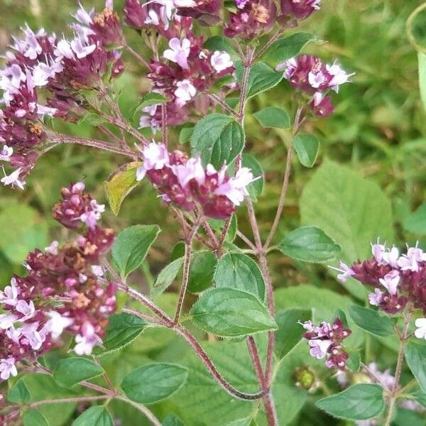 Origanum vulgare फूल