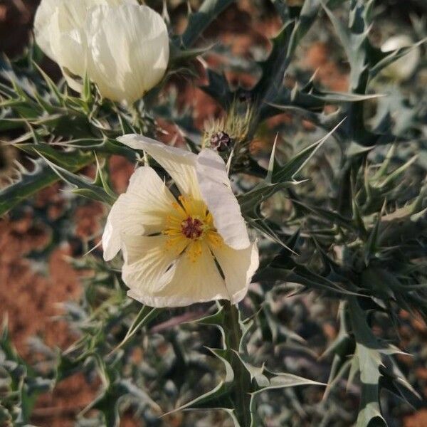 Argemone ochroleuca Çiçek