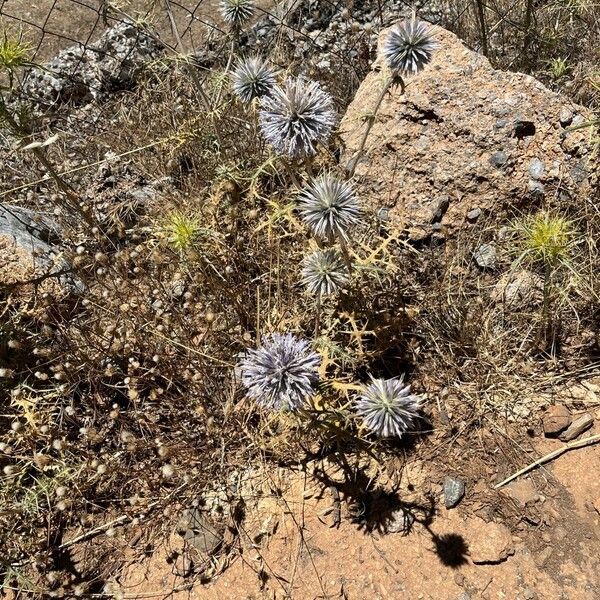 Echinops spinosissimus 形態