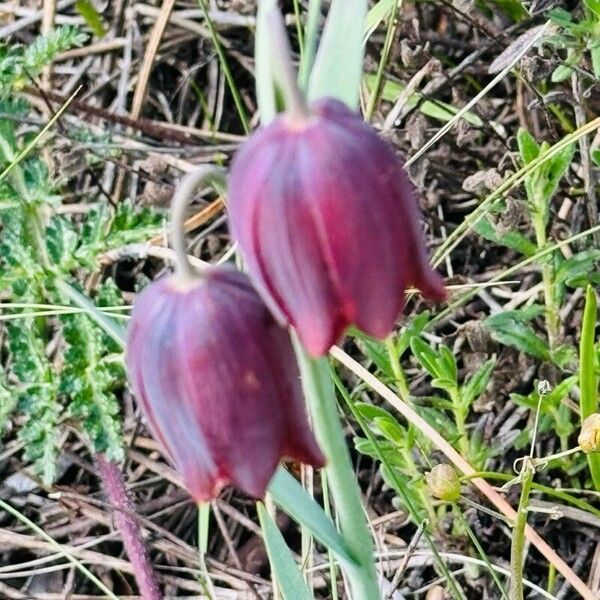 Fritillaria lusitanica Květ