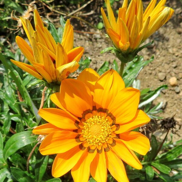 Gazania rigens 花