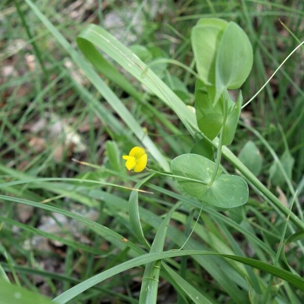 Lathyrus aphaca Leaf