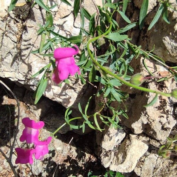 Antirrhinum australe Цветок