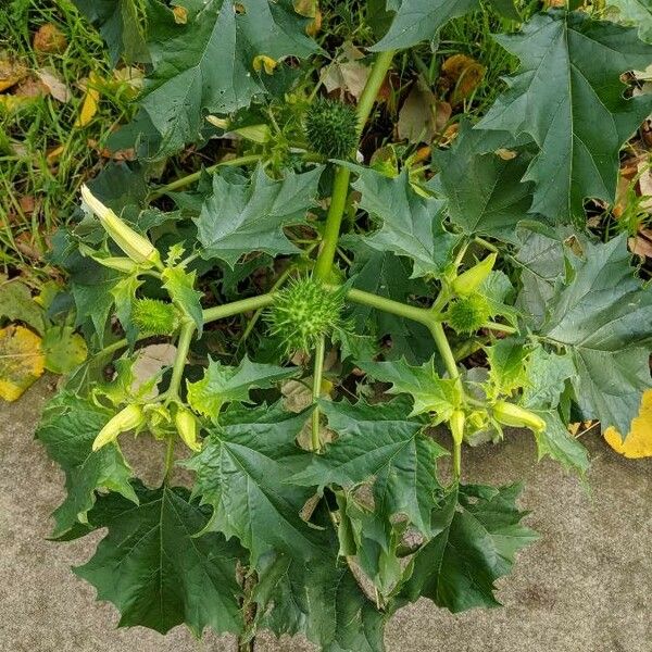 Datura stramonium ᱡᱚ