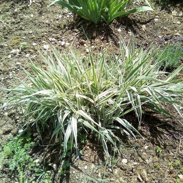 Phalaris arundinacea Leaf