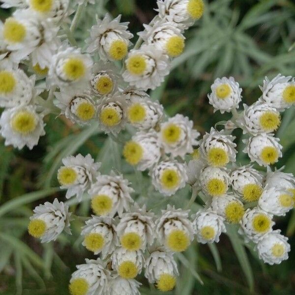 Anaphalis margaritacea 花