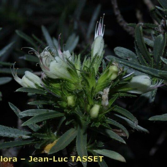 Echium aculeatum Λουλούδι