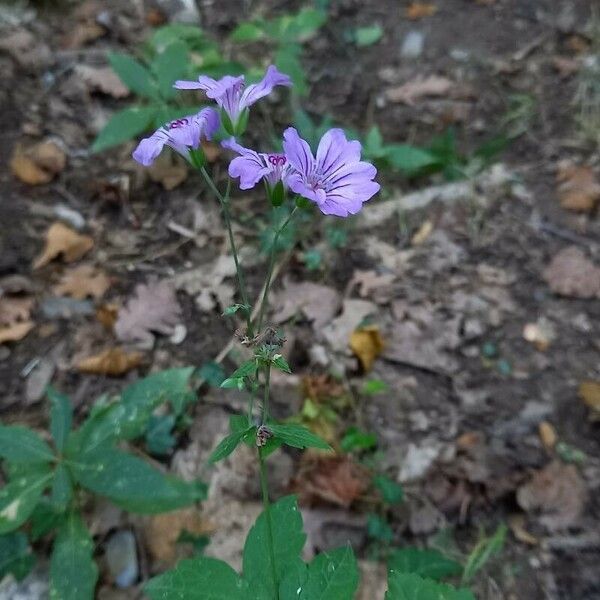 Geranium nodosum Habit