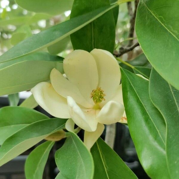 Magnolia champaca Blüte