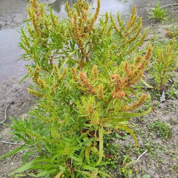 Rumex maritimus 花