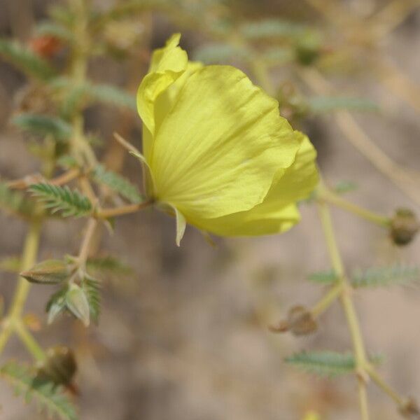 Tribulus zeyheri Cvet