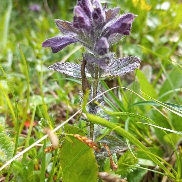 Bartsia alpina Kukka