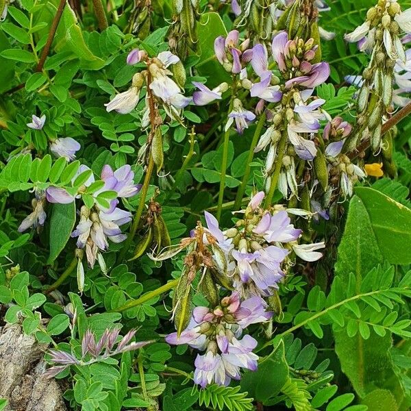 Astragalus alpinus Cvet