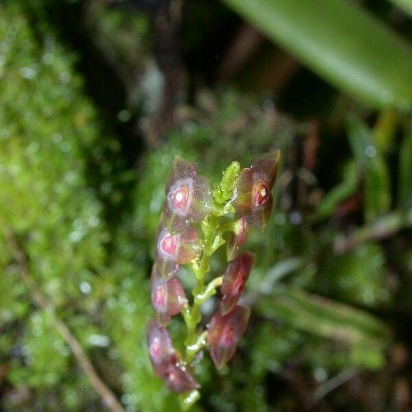 Stelis parvula Fruto