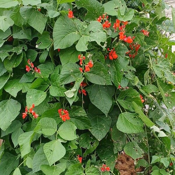 Phaseolus coccineus Habitus