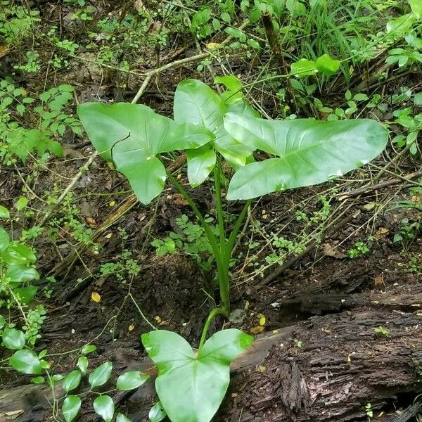 Peltandra virginica Leaf