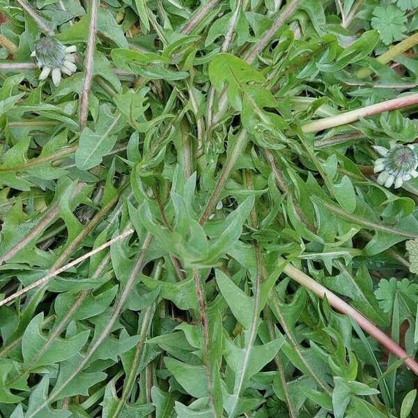 Taraxacum cucullatiforme Foglia