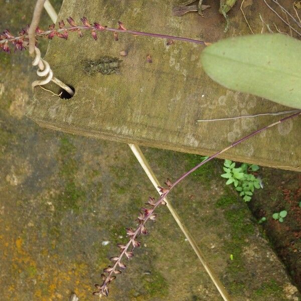 Bulbophyllum pumilum Elinympäristö