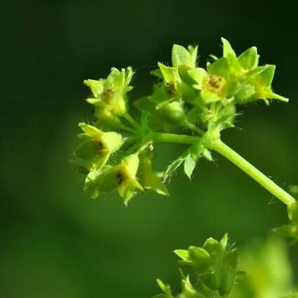 Alchemilla filicaulis Blüte