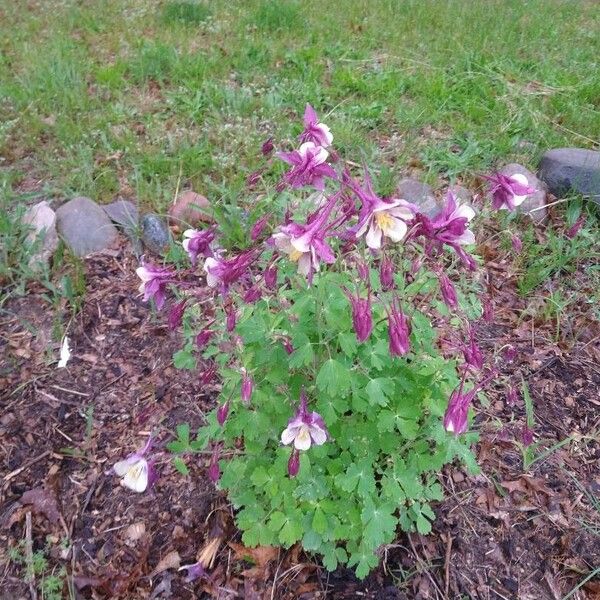 Aquilegia canadensis Агульны выгляд