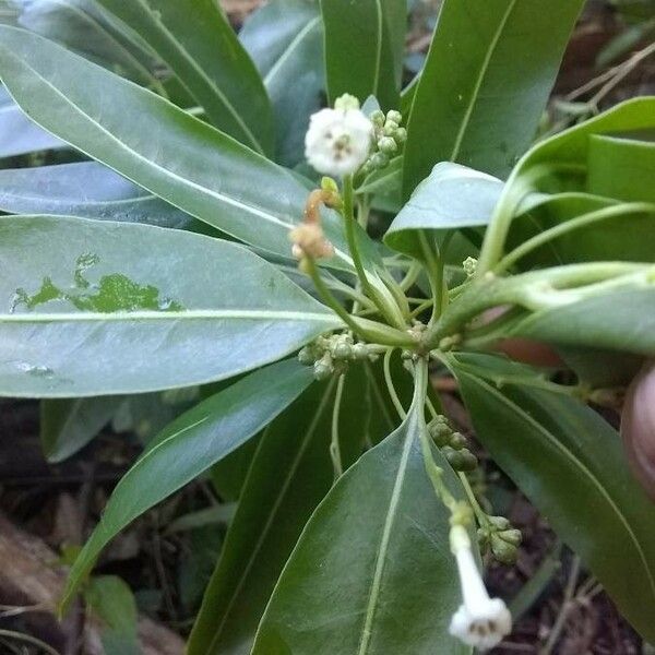 Cestrum diurnum Blomst