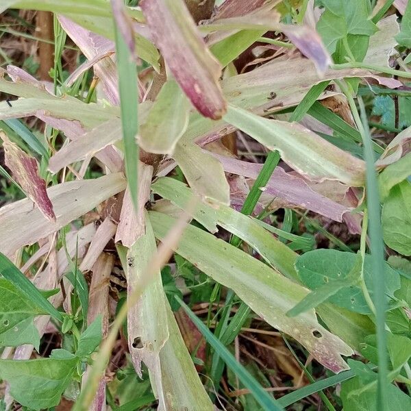 Lilium candidum Leaf