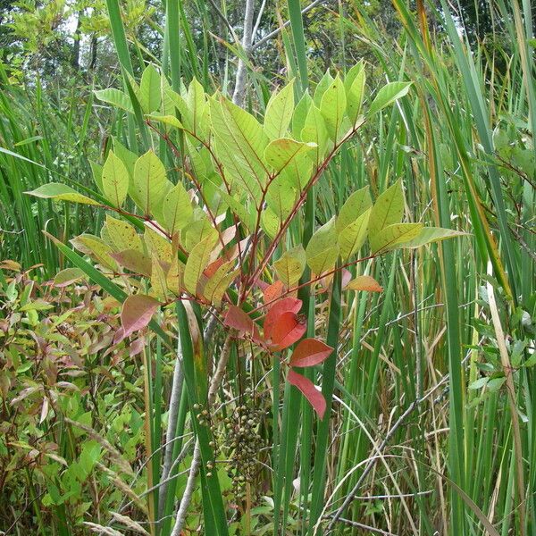 Toxicodendron vernix Hábito