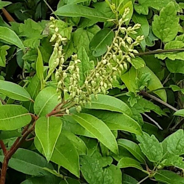 Leucothoe fontanesiana Kvet