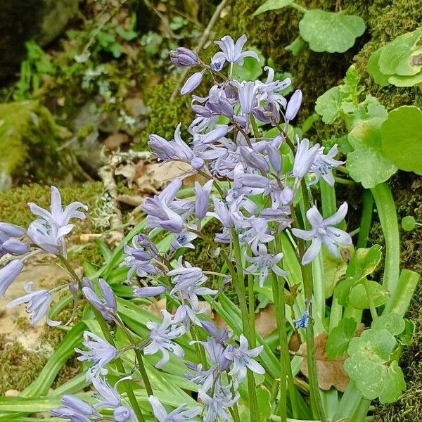 Hyacinthoides hispanica Blüte