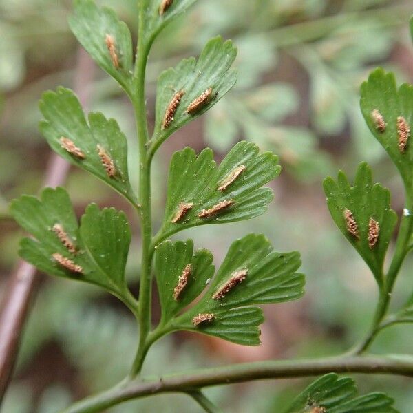 Asplenium laserpitiifolium Habit