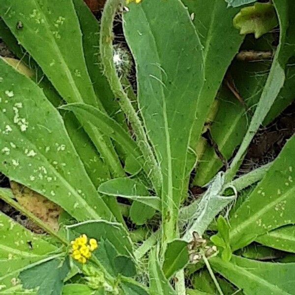 Pilosella officinarum Лист