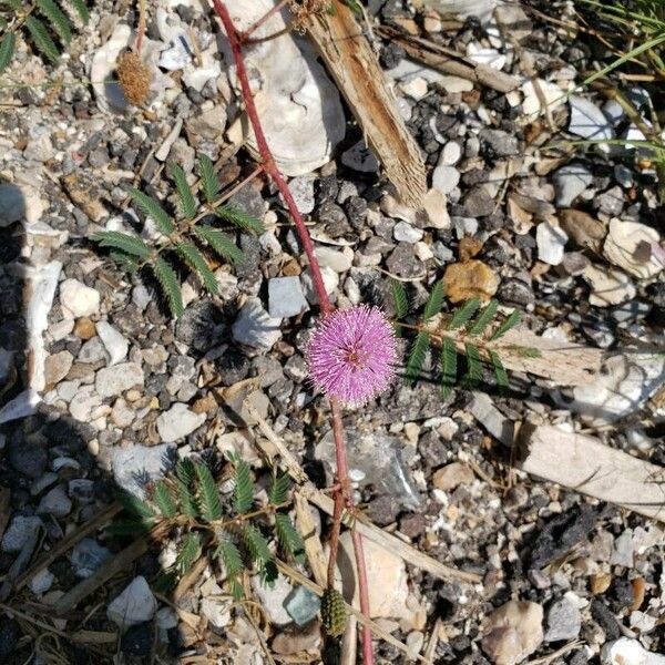 Mimosa pudica Цвят