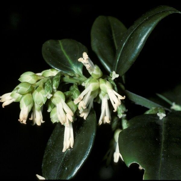 Sarcococca confusa Blomst