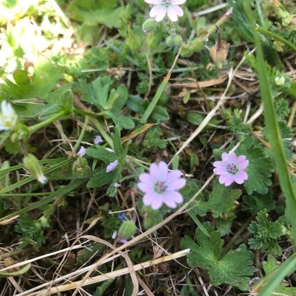 Geranium molle Flower