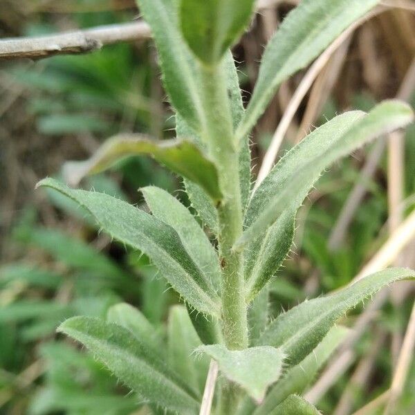 Alyssoides utriculata Leaf