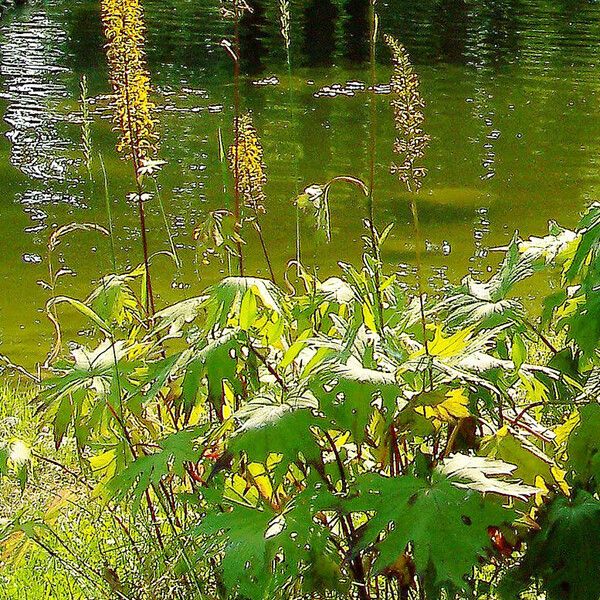 Ligularia wilsoniana Leaf