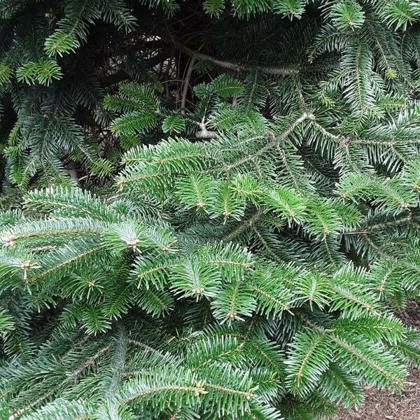 Abies nordmanniana Lapas