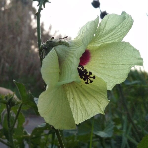 Hibiscus diversifolius Flower