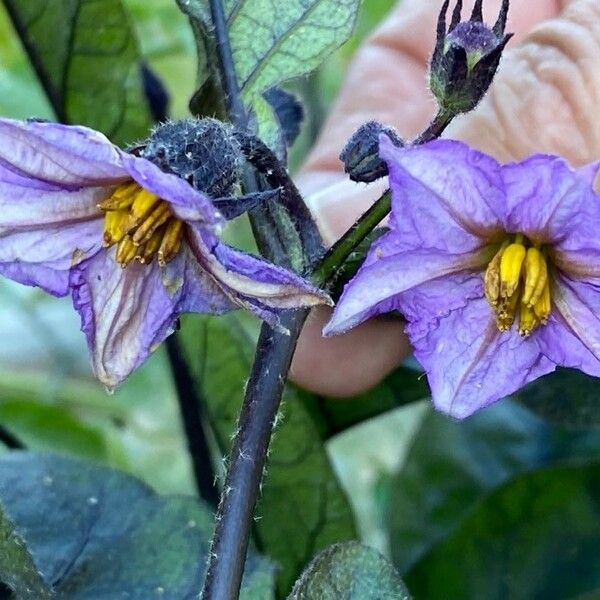 Solanum melongena Květ