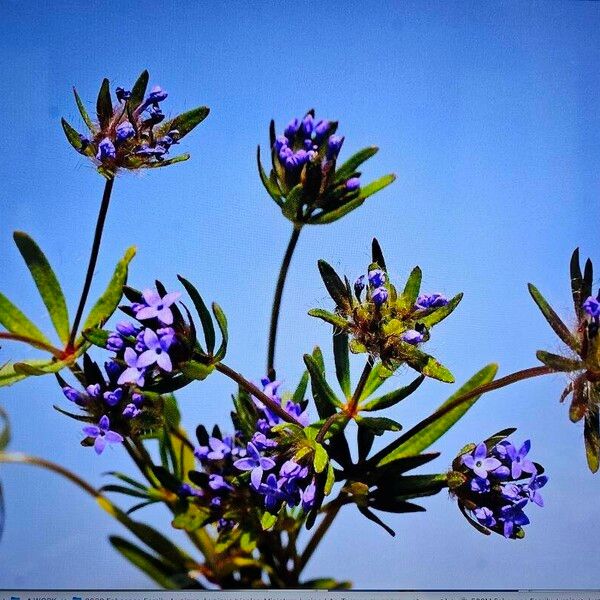 Asperula arvensis ফুল