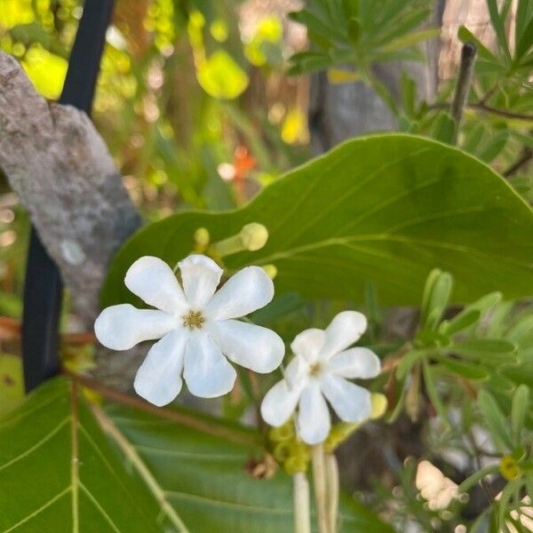 Guettarda speciosa Flower